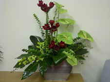 Modern Anthurium arrangement