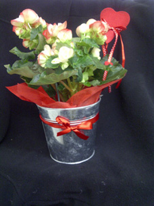 Seasonal flowering pot plant