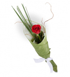 Single long stem red rose