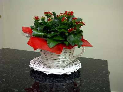 Wicker cup and saucer with seasonal flowering pot plant