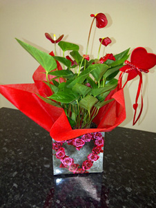 Seasonal plant in valentines container