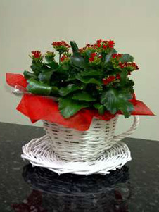 Wicker cup and saucer with seasonal flowering pot plant